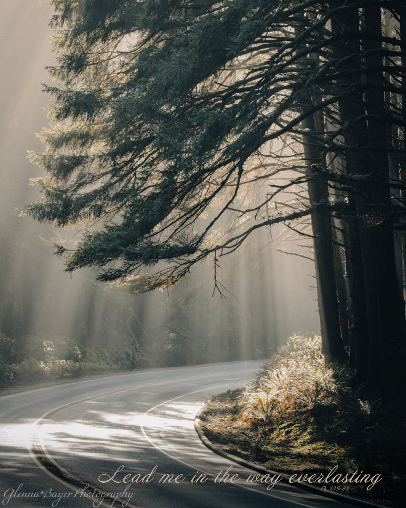 sunrays beaming into road in the oregon forest