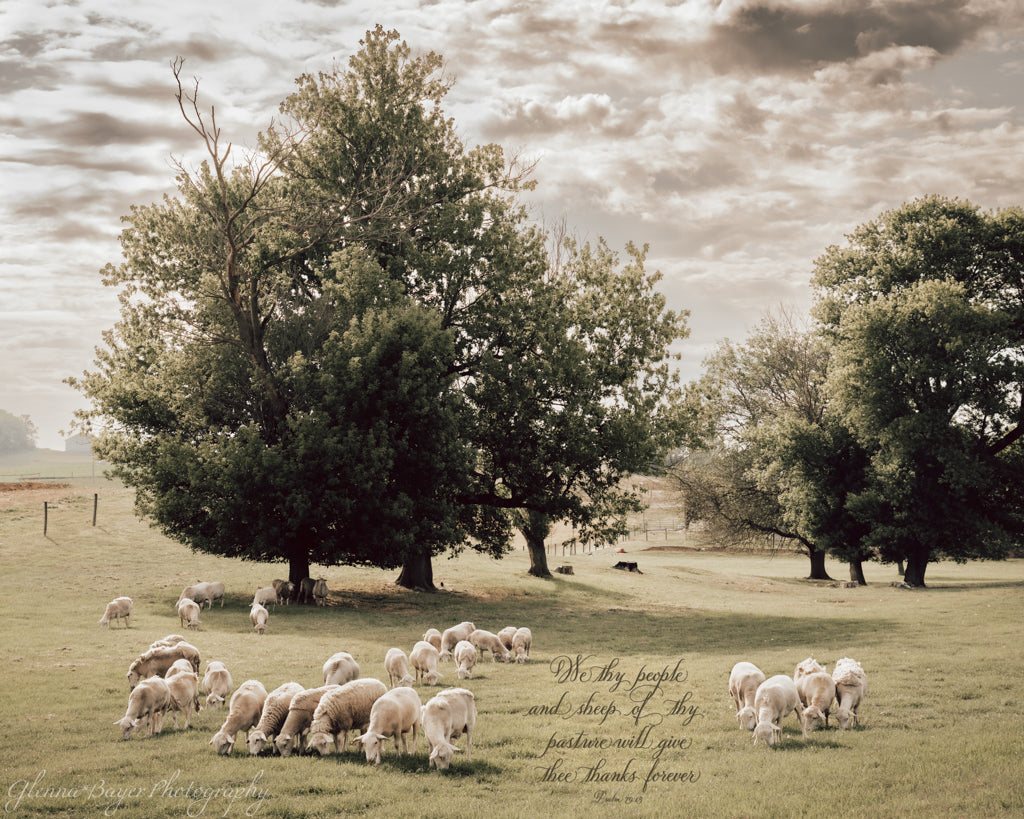 flock of sheep in pasture with trees