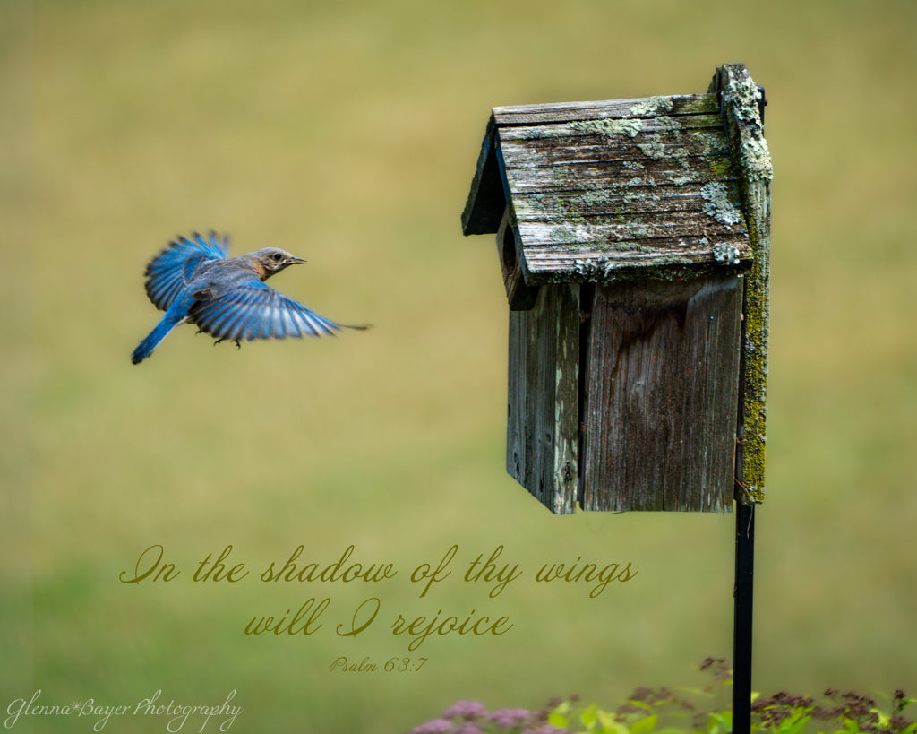 blue bird about to fly into bird house