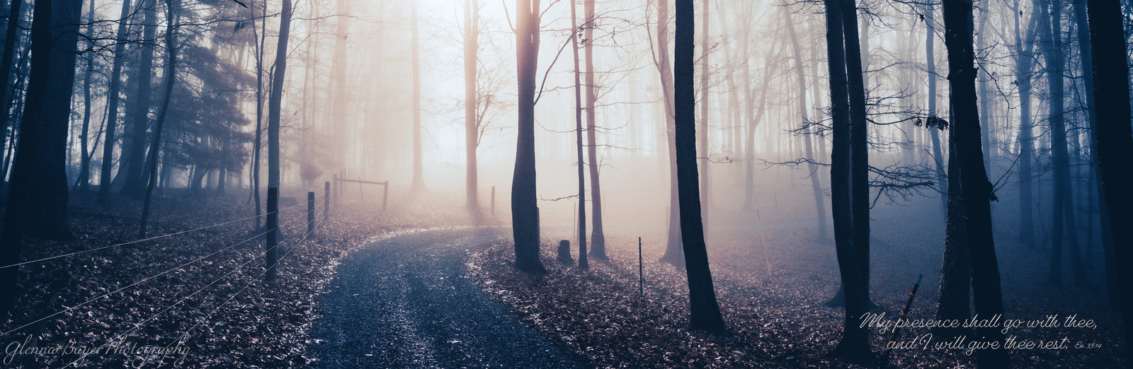 lane through woods on a foggy morning