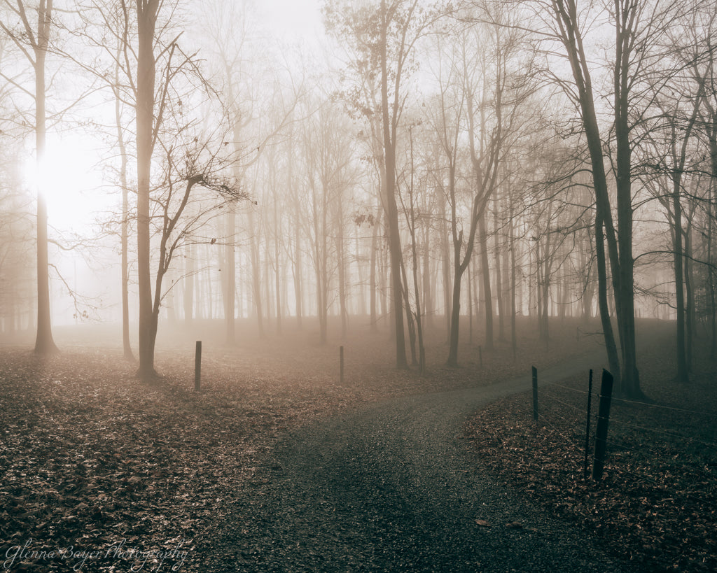 winding lane through woods on foggy morning