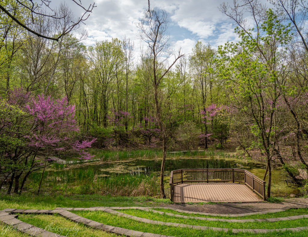 pond surrounded by spring growth