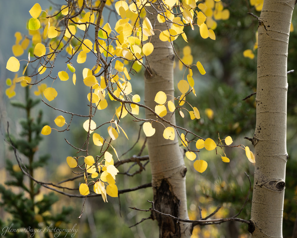 close up of yellow aspen tree