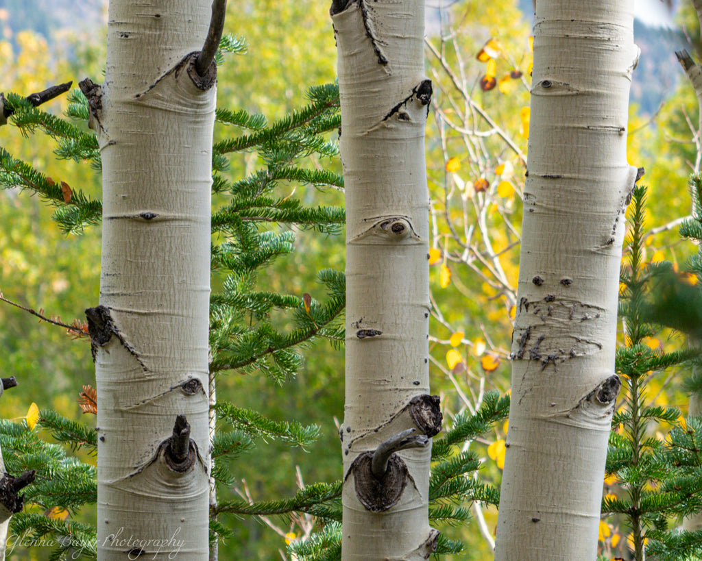 close up of three aspen tree trunks