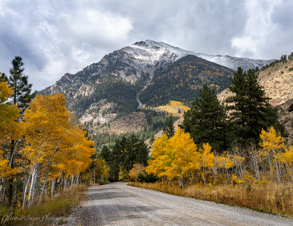 road through fall trees with mountain in background