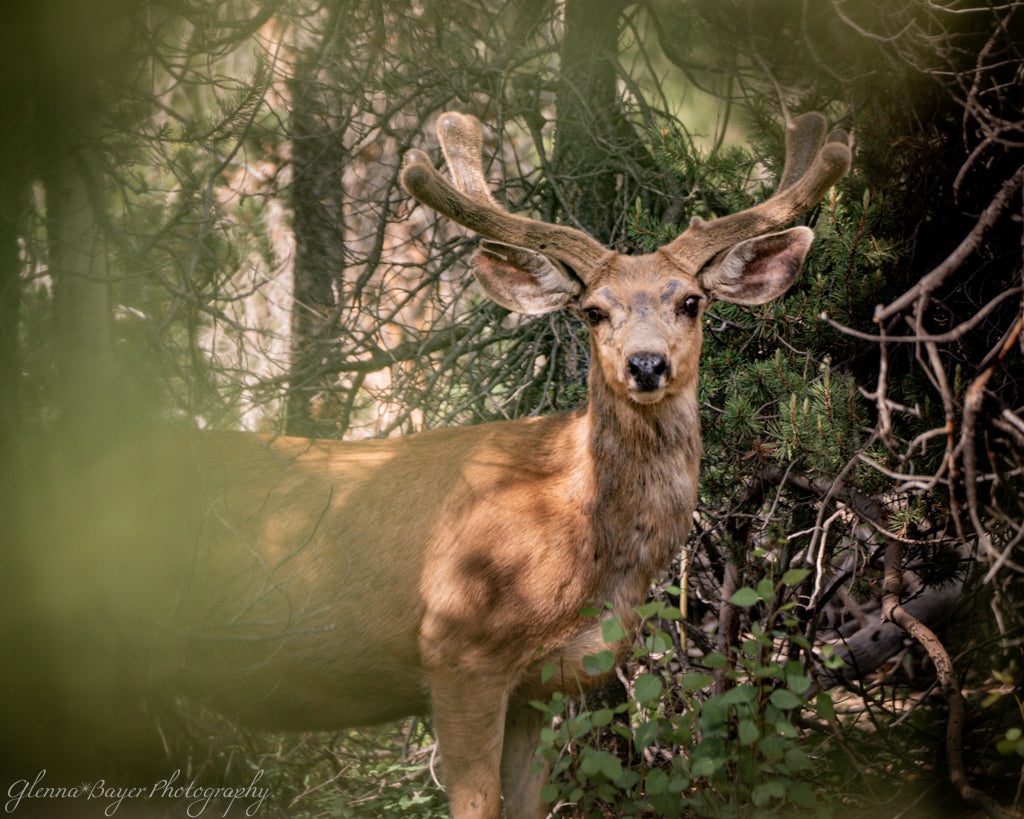 close up of mule deer in velvet in forest