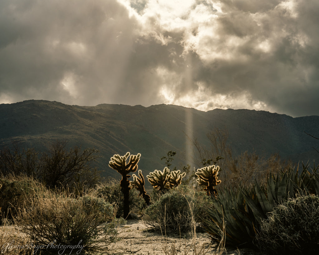 backlit cacti with mountains in background