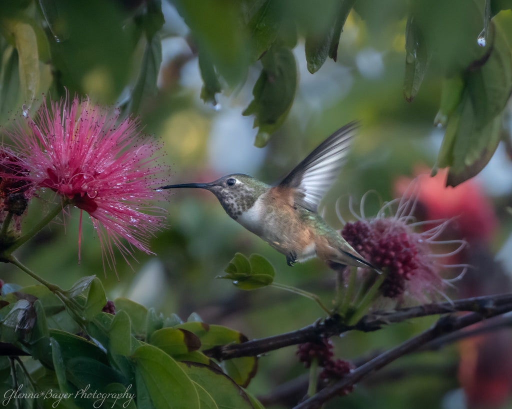 hummingbird drinking from flower
