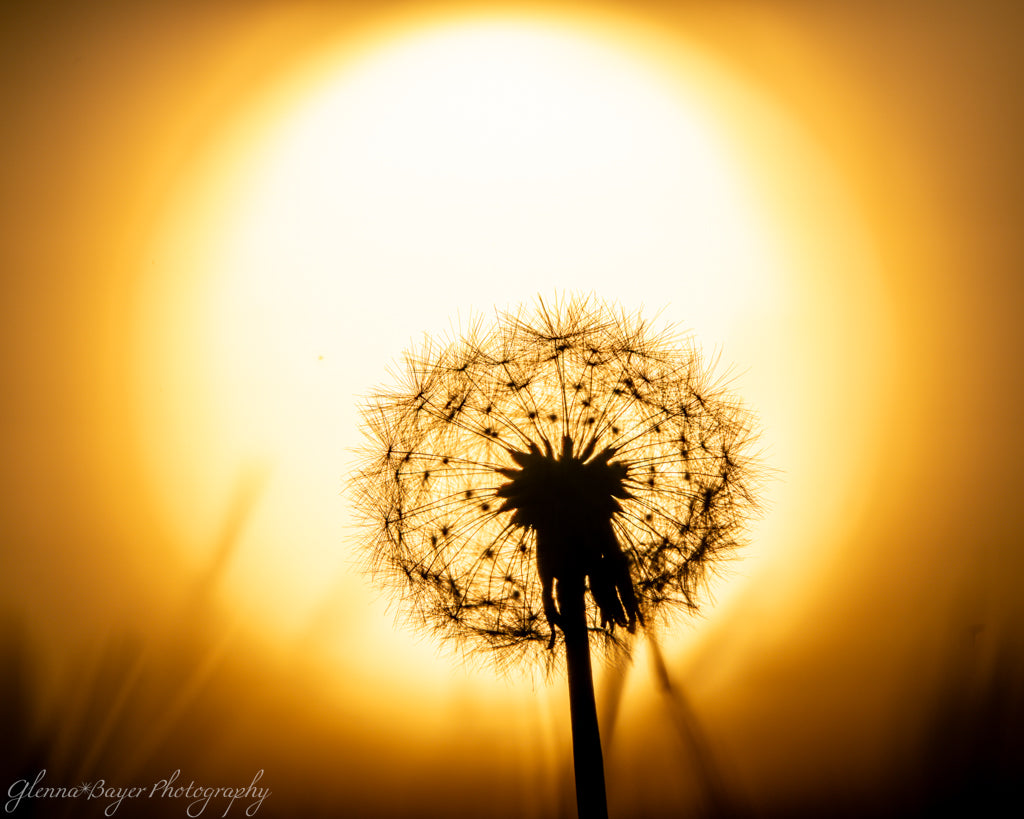 backlit dandelion at sunset