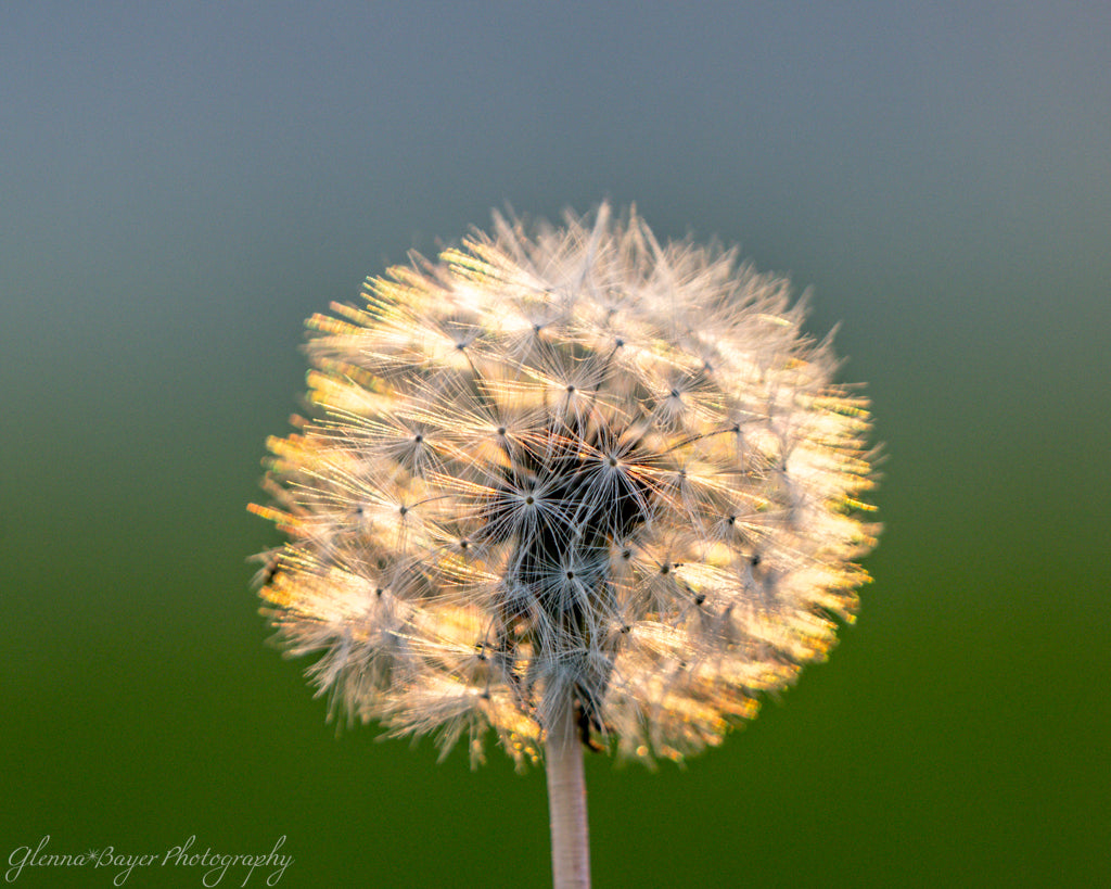 sunlit dandelion