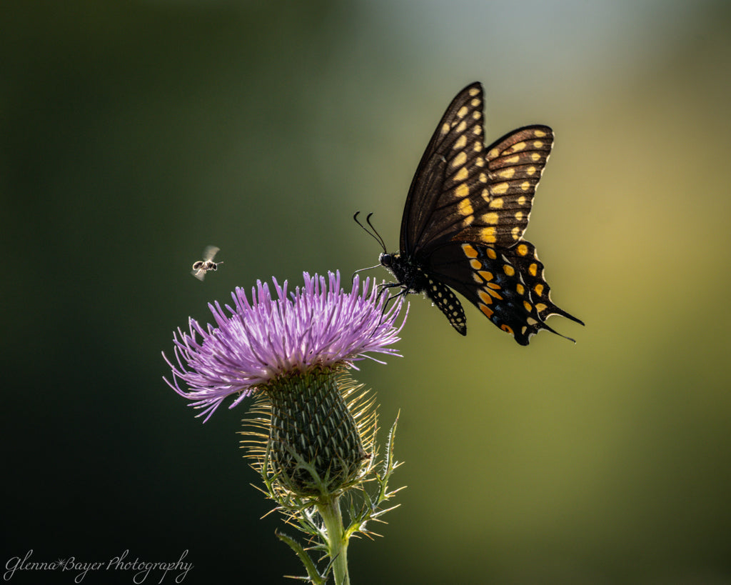 butterfly and bee on thistle 