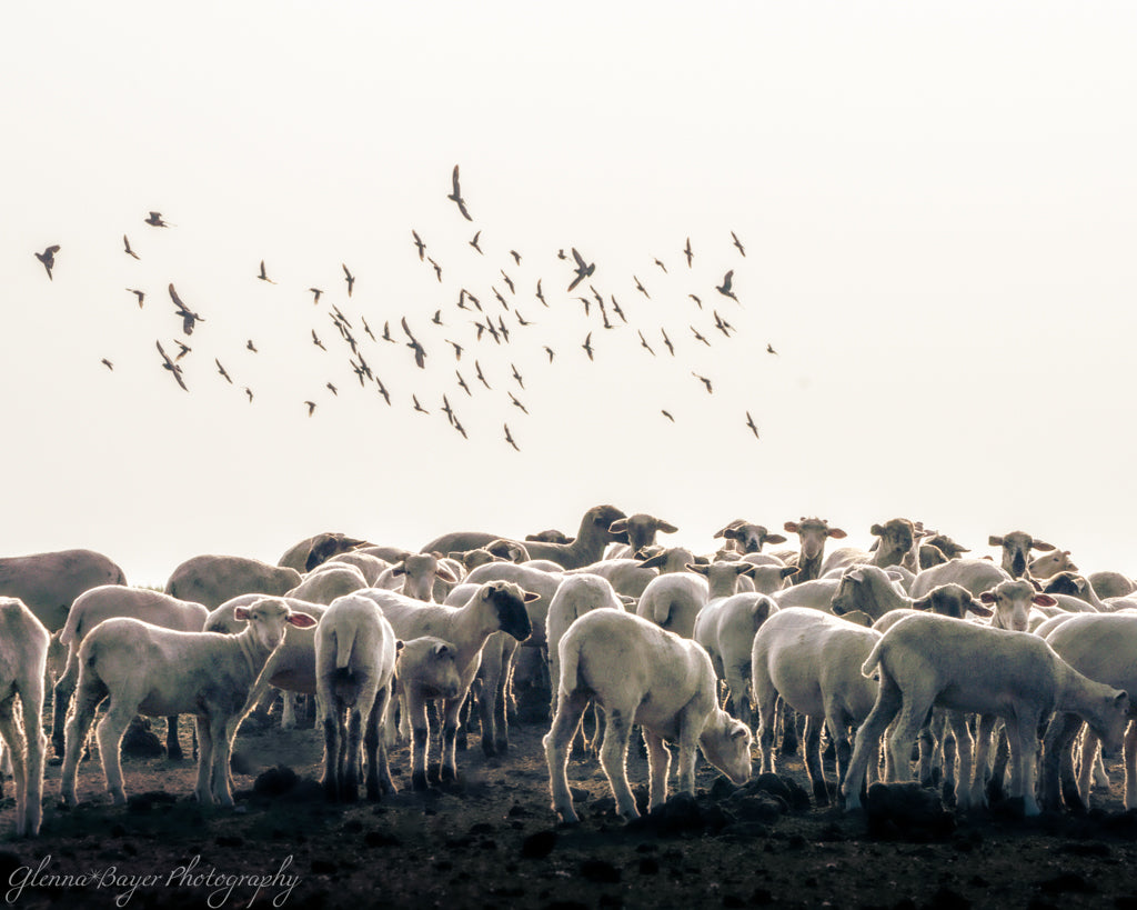 sheep and birds in field