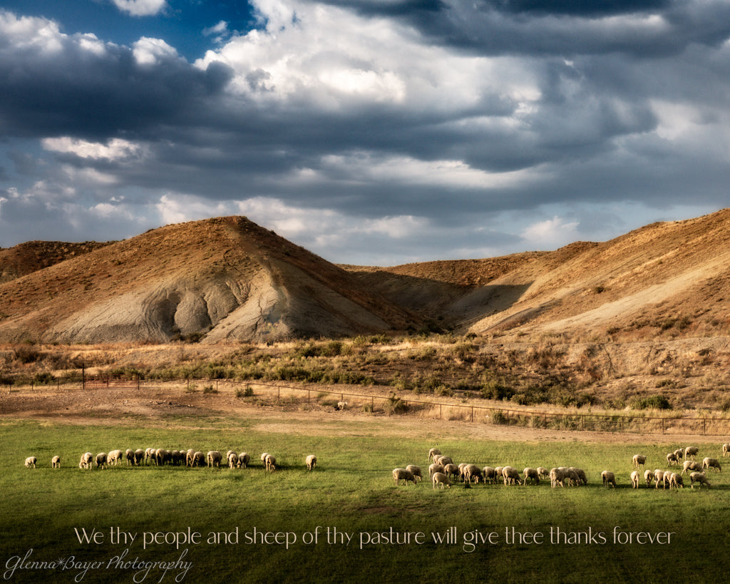 Sheep in pasture below foot hills in Utah
