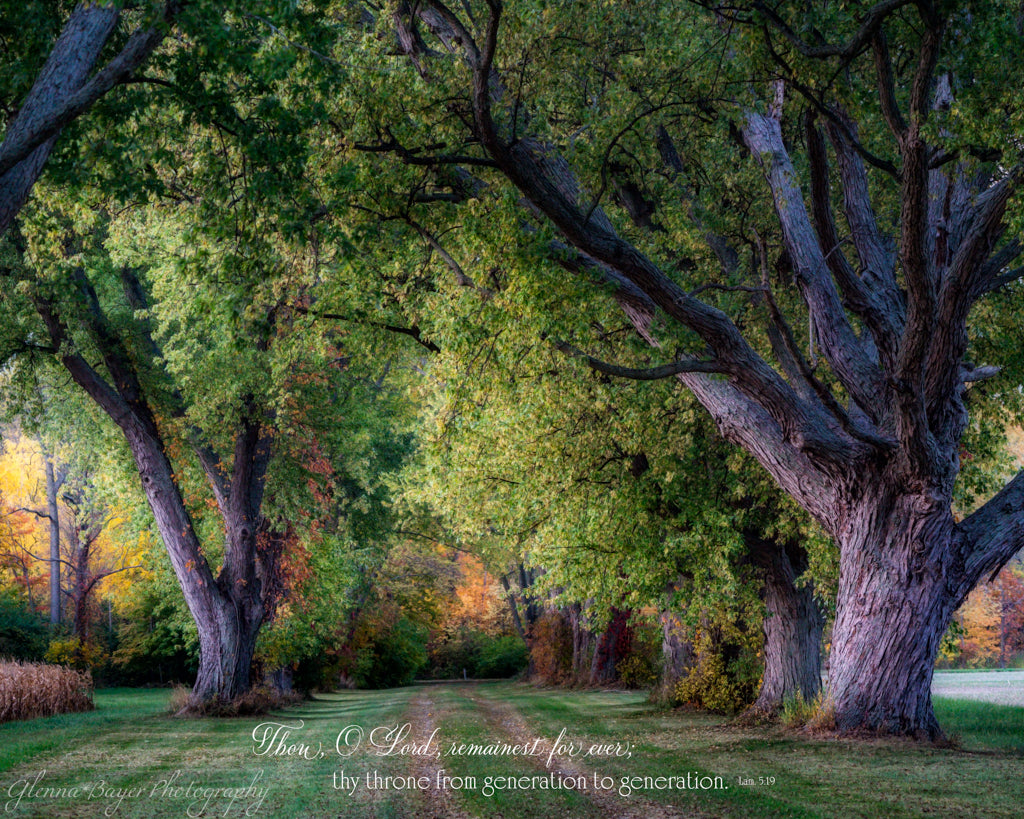 path through old large trees