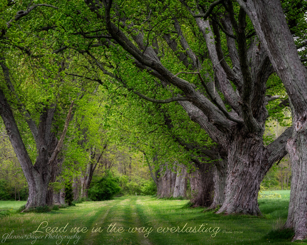 path through old big trees in summer