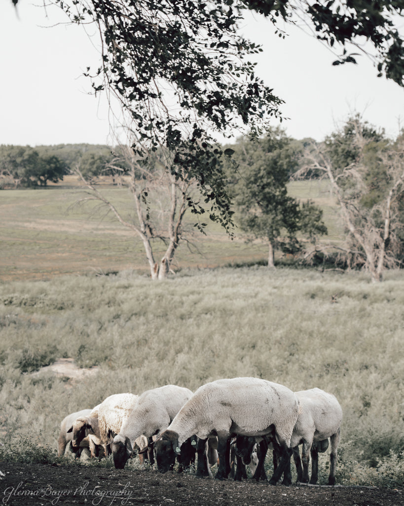 Sheep eating in field in Quinter Kansas