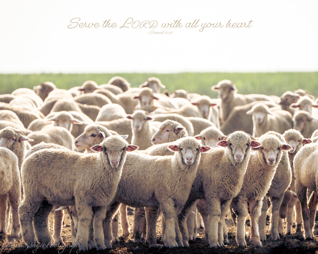 flock of sheep standing