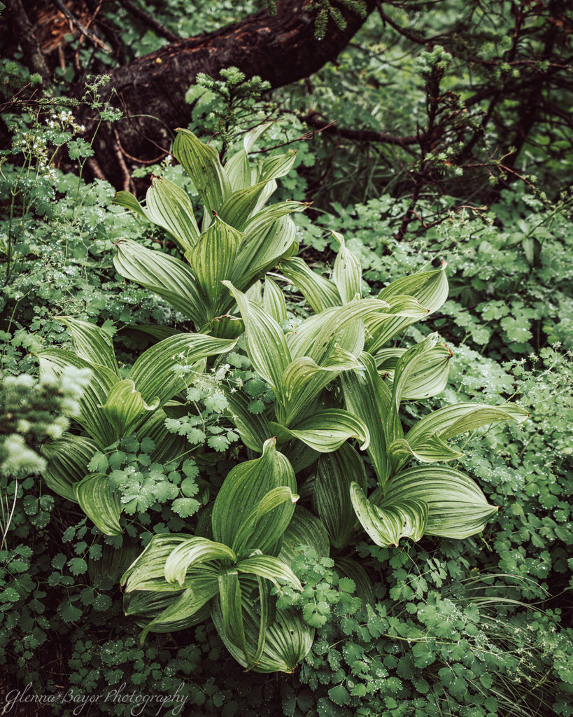 Green plants in glacier