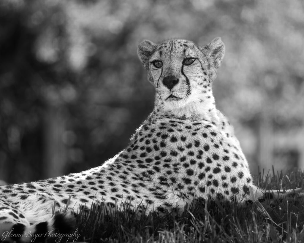 black and white photo of cheetah lying down