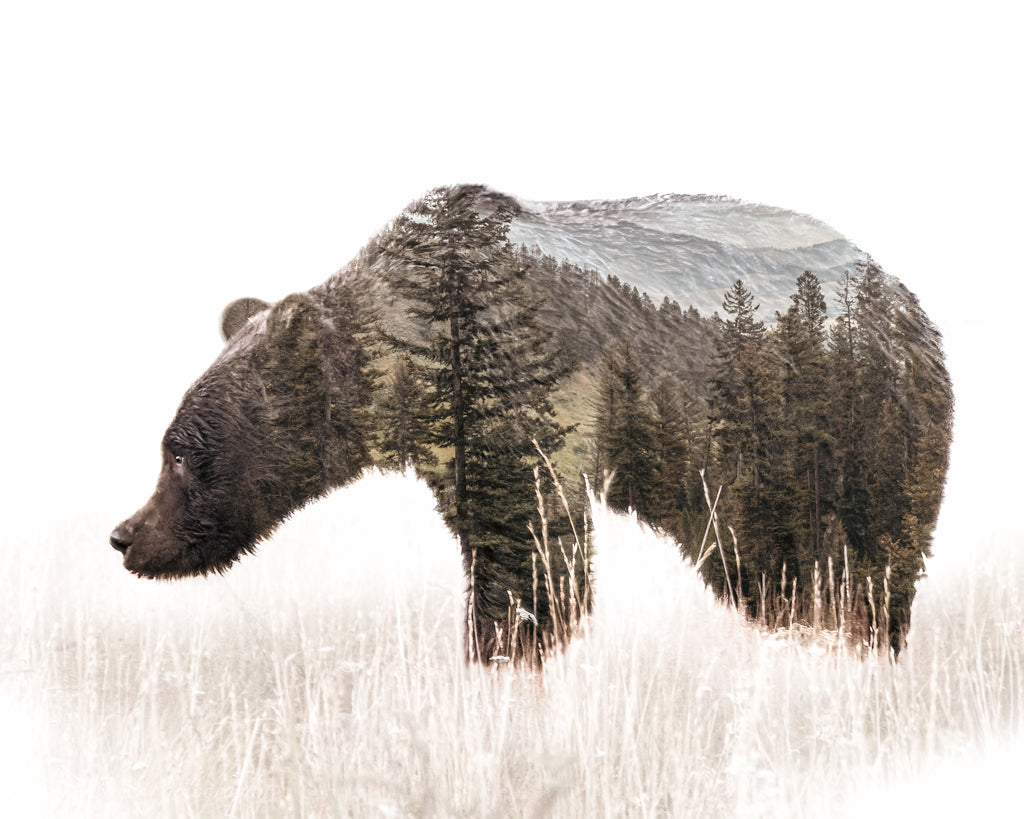overlay of mountains on grizzly