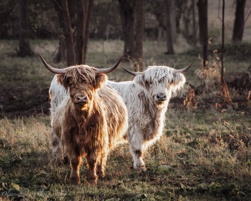 two highland cows in sun
