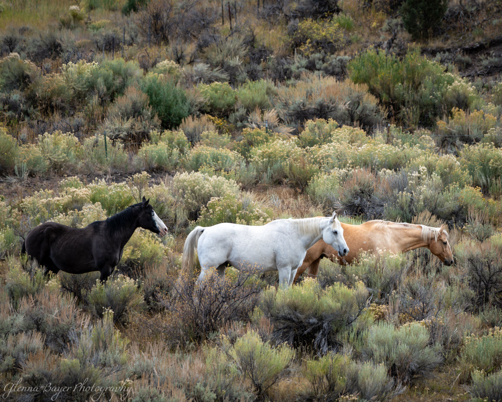 three horses in colorado brush