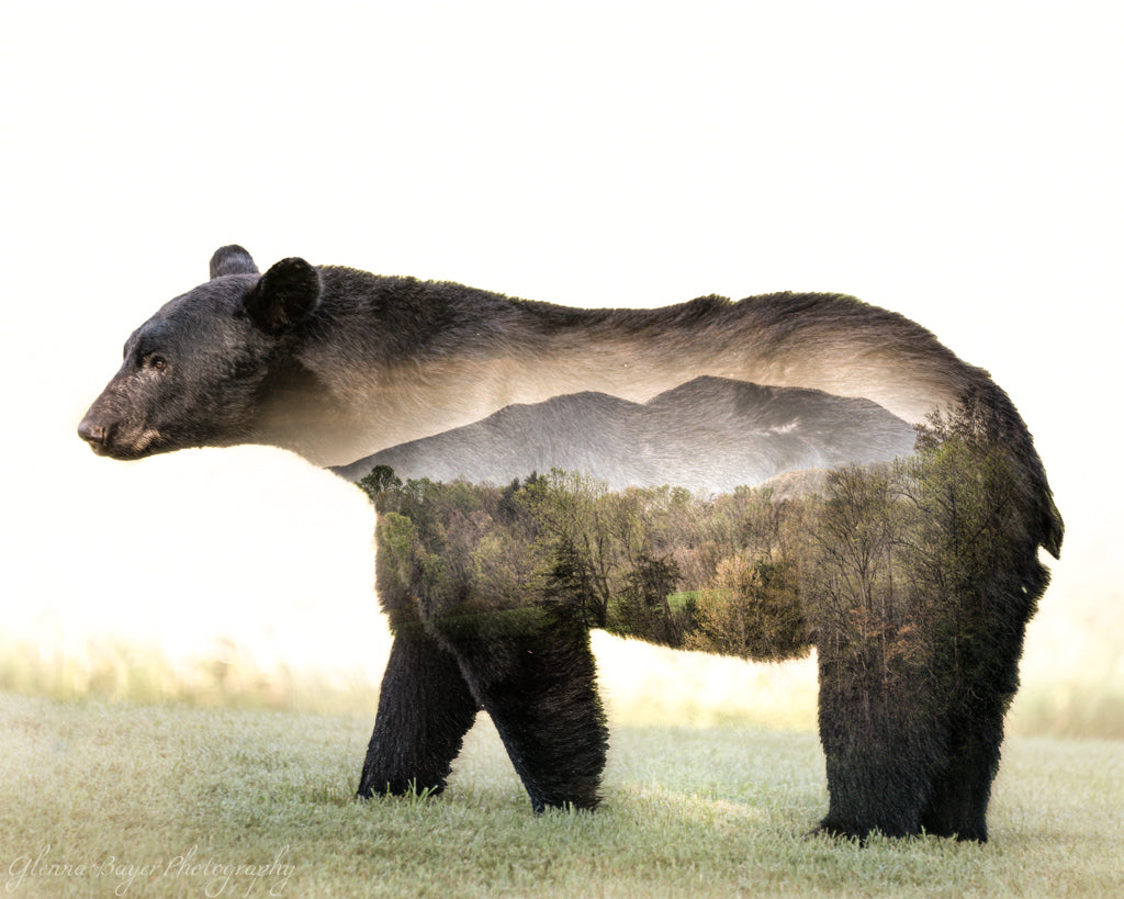Bear standing on grass with a mountain and forest overlay