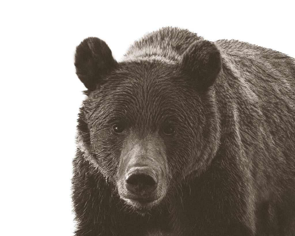 Close up of Grizzly bear with a white background