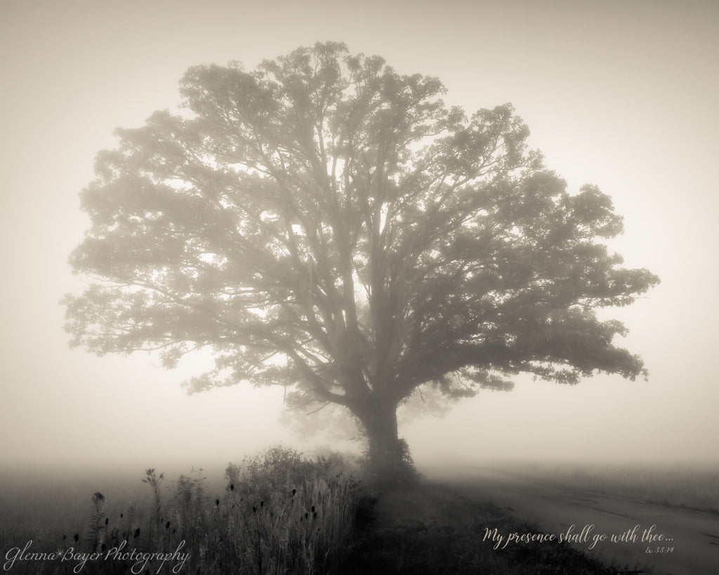 Silhouette of a large tree in a foggy landscape