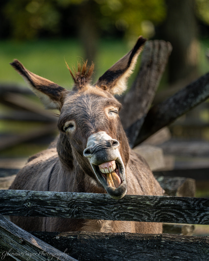 Smiling, braying donkey behind a wooden fence with a blurred natural background