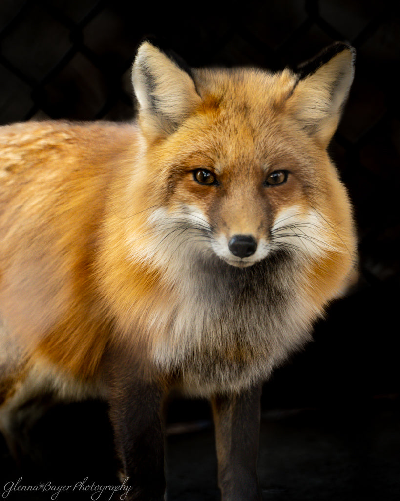 Close-up of a red fox with a black background