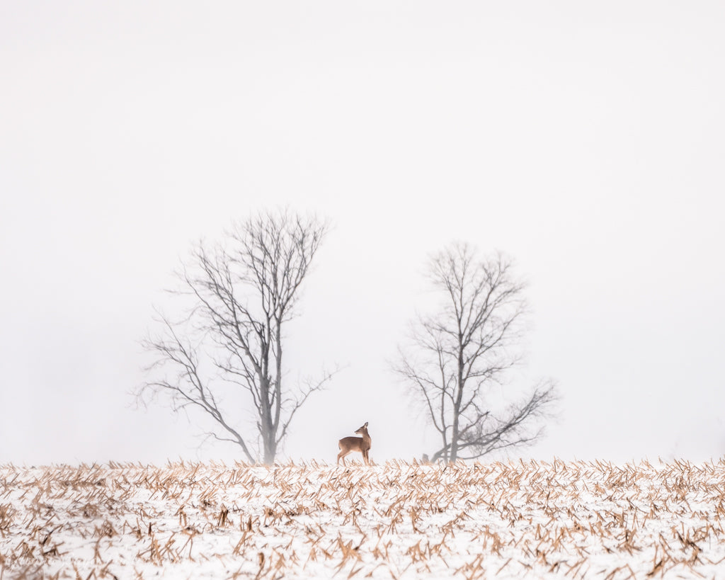 Deer standing in a snowy field with bare trees in the background