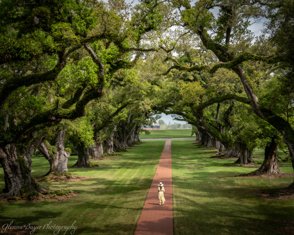 Person walking down a tree-lined path in a park