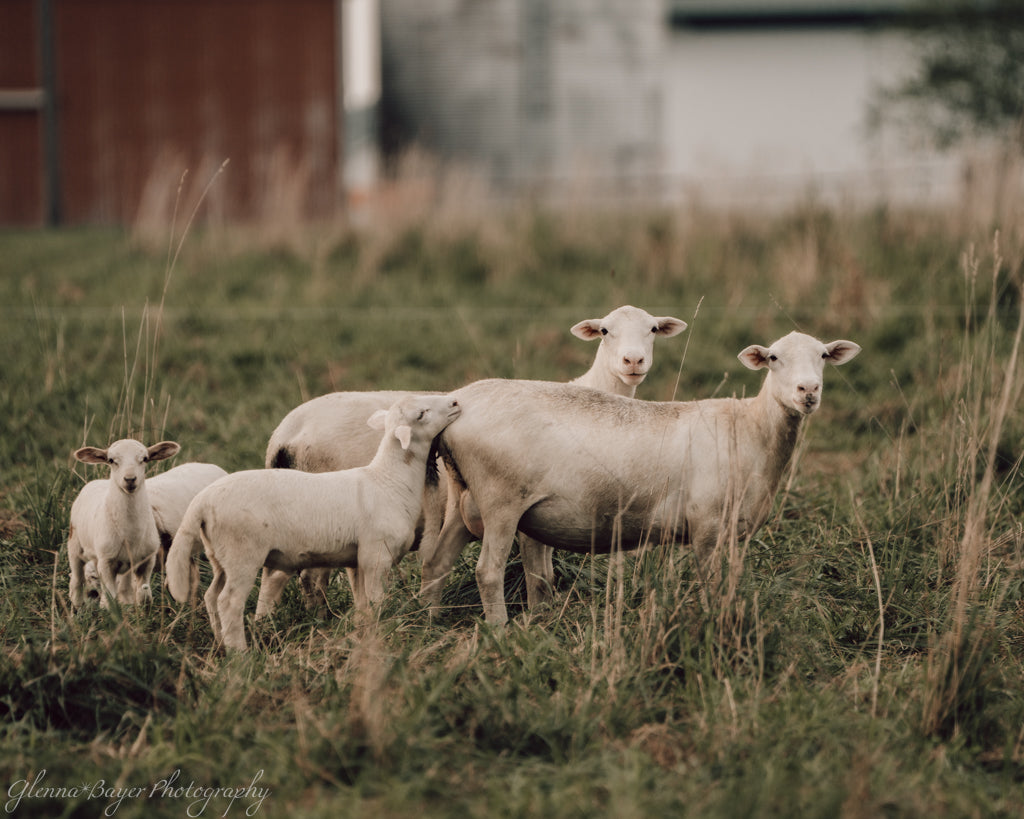 Sheep standing in a grassy field with a blurred background