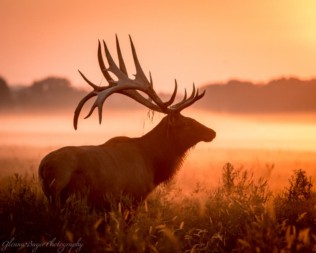 Elk in meadow on a foggy morning during sunrise