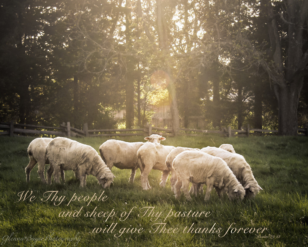 Flock of sheep in meadow with scripture verse