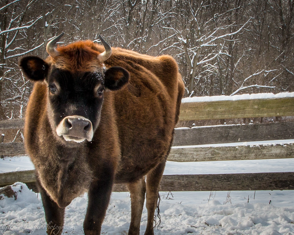 Brown cow in the Snow
