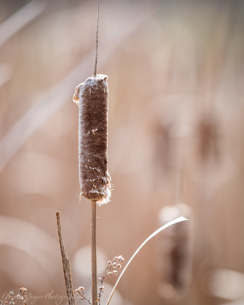 Closeup of cattail in field