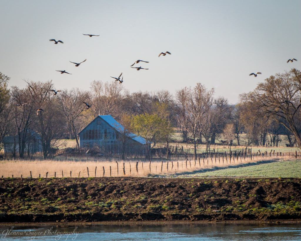 Old farm and birds beside river in Kansas