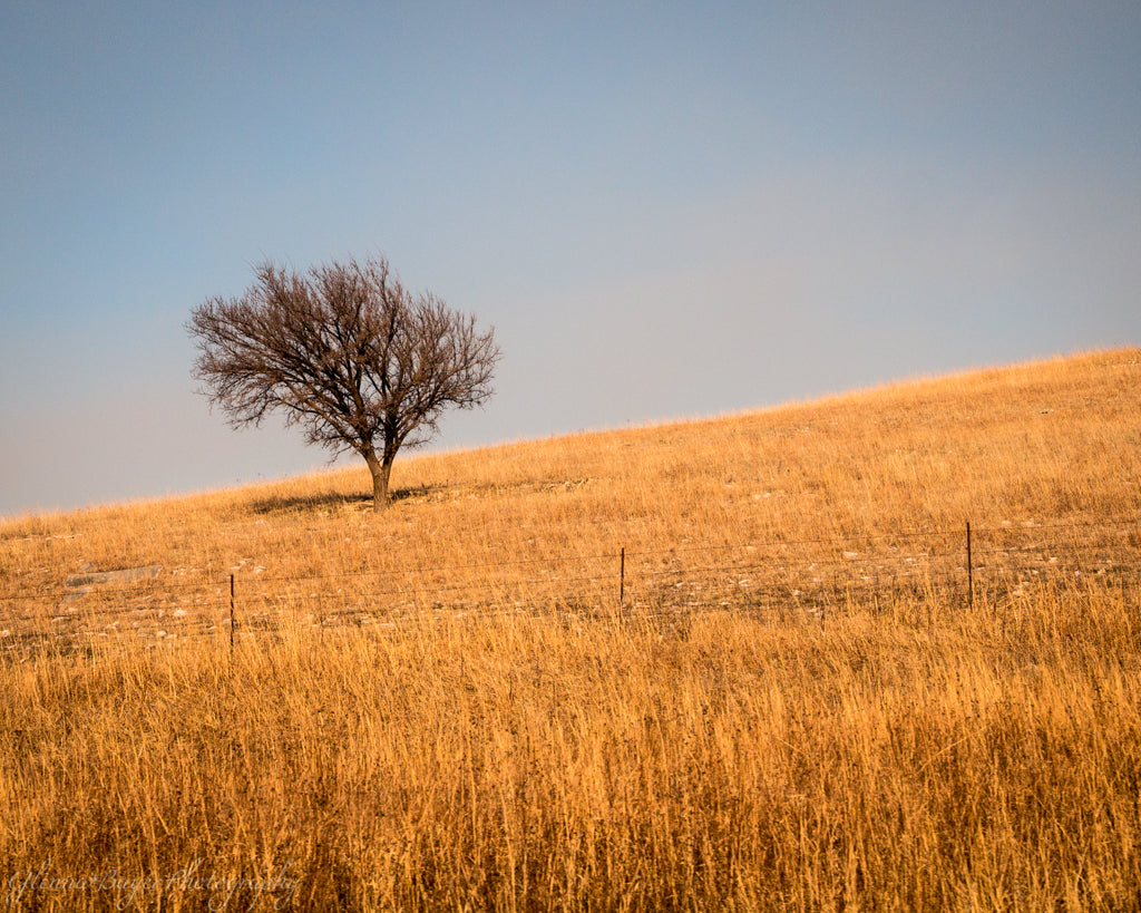 Lone tree on a grassy hillside in Kansas 