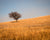 Lone tree on a grassy hillside in Kansas