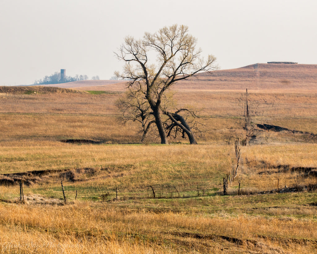 Lone tree in the grassy Flint Hills of Kansas