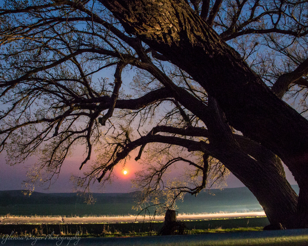 Moonrise through the silhouette of an old tree in Flint Hills, Kansas