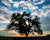 Silhouette of tree against a cloudy blue sky and orange sunset in Kansas