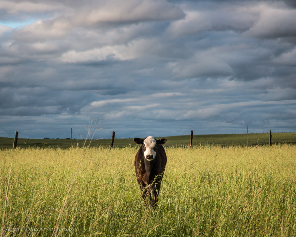 Black and white cow standing in wheat field with dark clouds