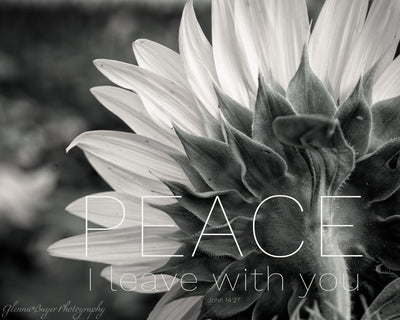 Back side of sunflower in Kansas with scripture verse