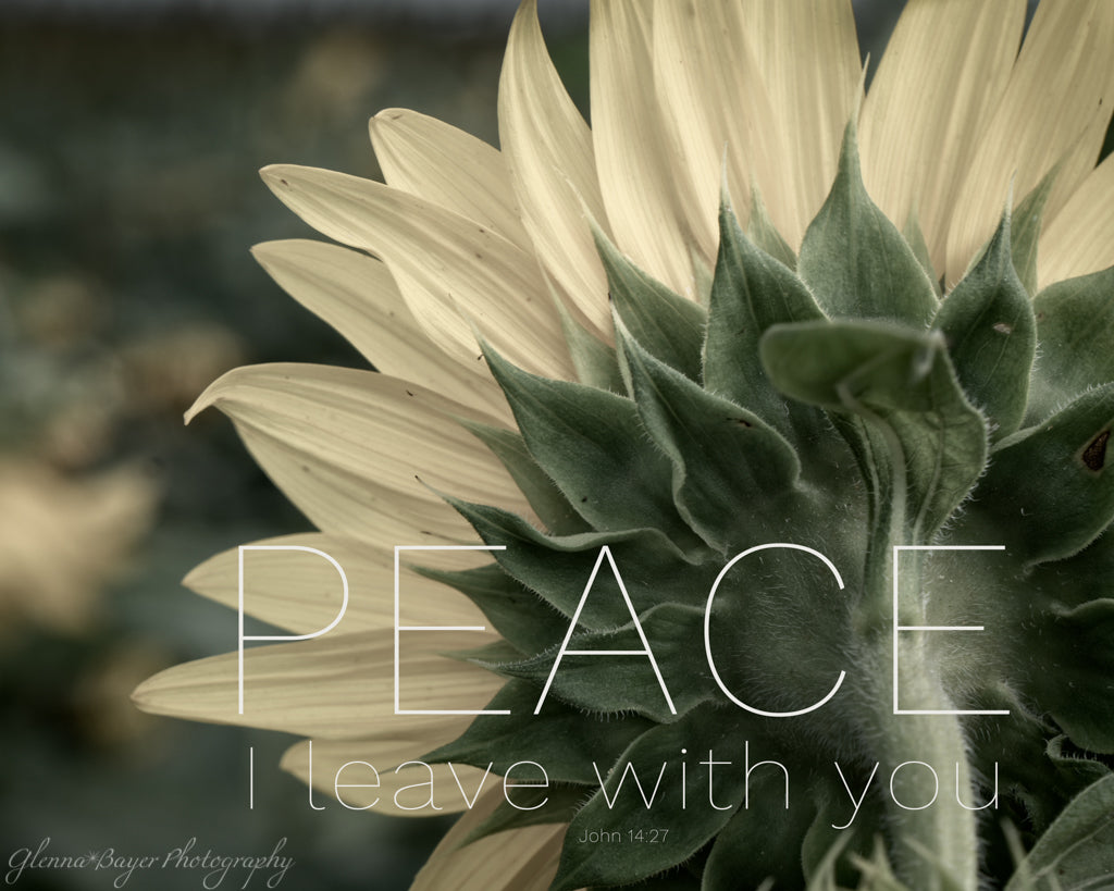 Sunflower, Muted colors, Bible verse about Peace