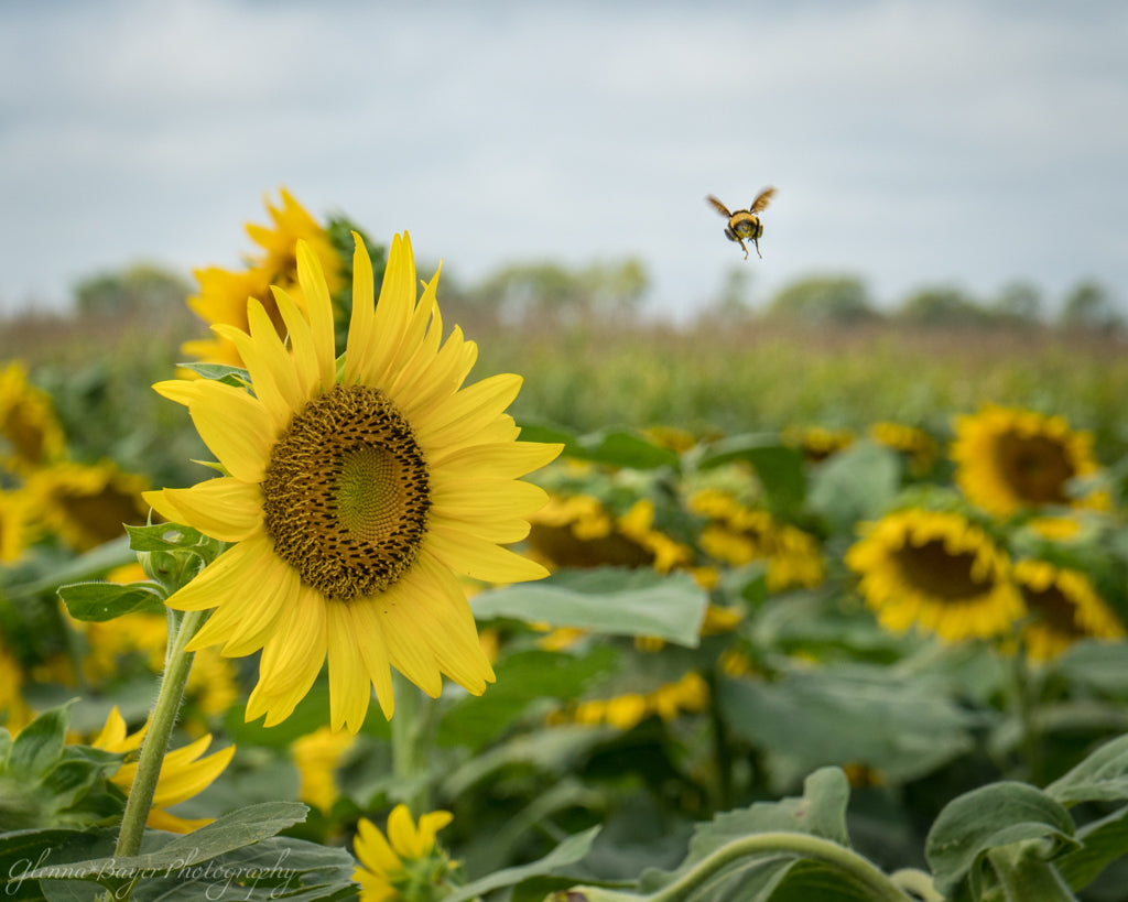 Sunflower field and bee in Kansas