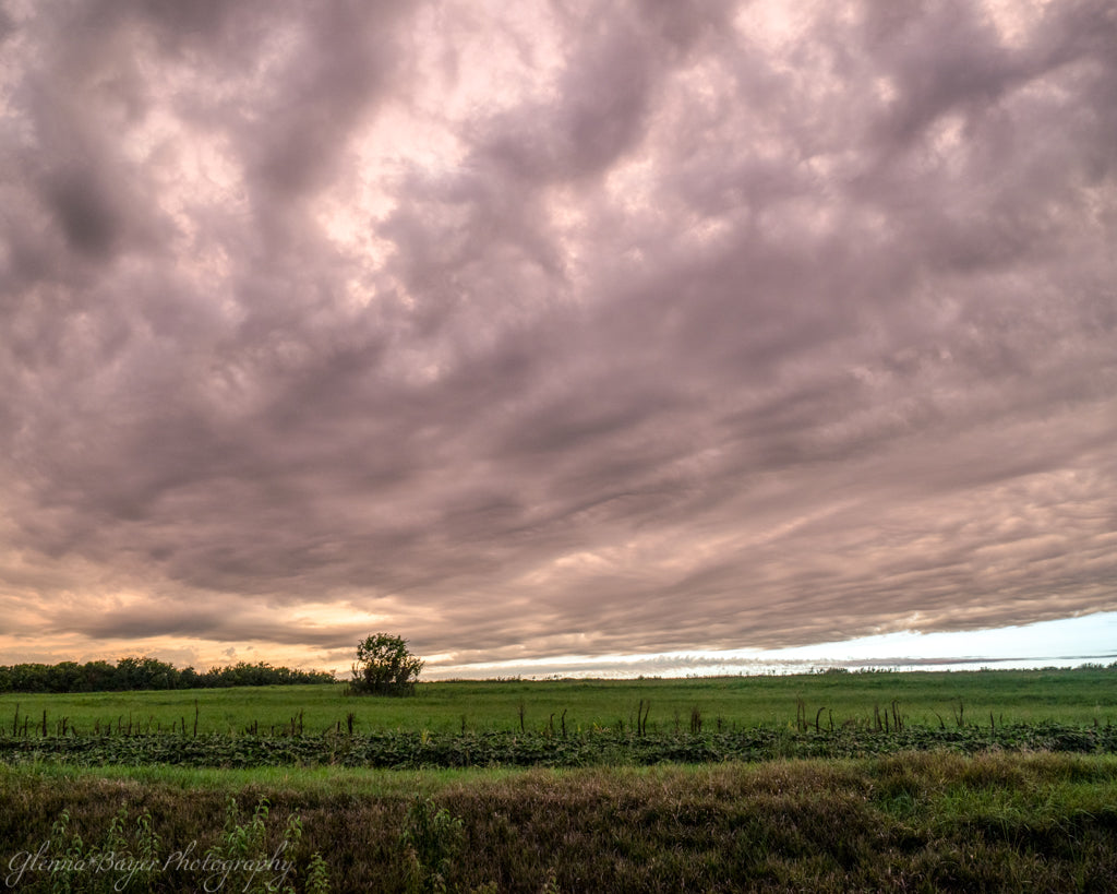 Kansas sunset over field with a tree