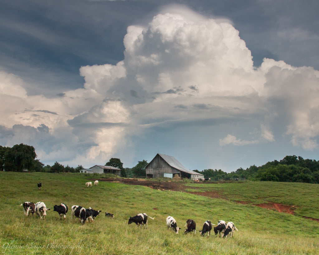 Virginia farm with herd of cattle on hillside and storm clouds